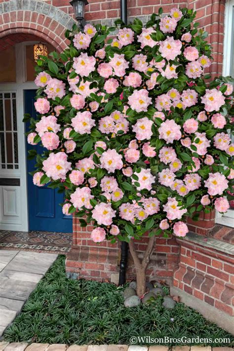 high fragrance camellia tree.